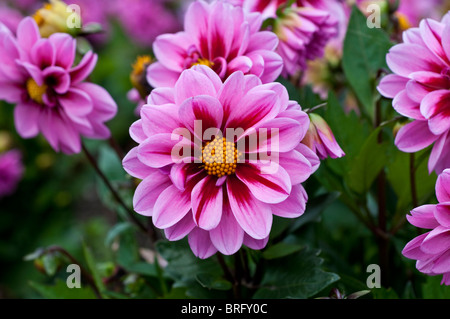 Dalia AMAZONE Foto Stock
