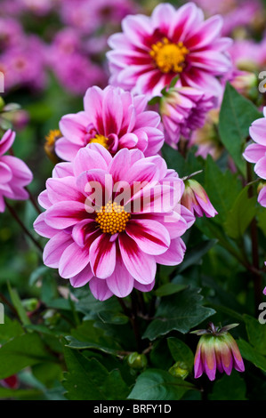 Dalia AMAZONE Foto Stock