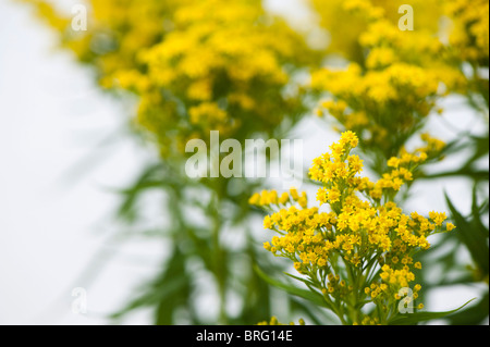 Oro, Solidago 'Sweety' in fiore Foto Stock