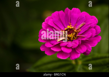 Zinnia elegans 'Viola Prince' in fiore Foto Stock