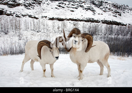 Dall pecore-ovis dalli-Yukon Territory-canada-2008 Foto Stock