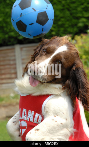 Meg un English Springer Spaniel mette il suo molleggio a buon uso in un gioco di calcio Foto Stock