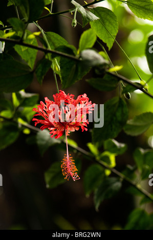 Hibiscus schizopetalus in fiore all'interno della foresta pluviale Biome al Progetto Eden in Cornwall, Regno Unito Foto Stock