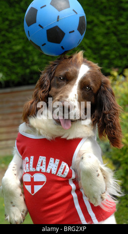 Meg un English Springer Spaniel mette il suo molleggio a buon uso in un gioco di calcio Foto Stock