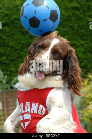 Meg un English Springer Spaniel mette il suo molleggio a buon uso in un gioco di calcio Foto Stock