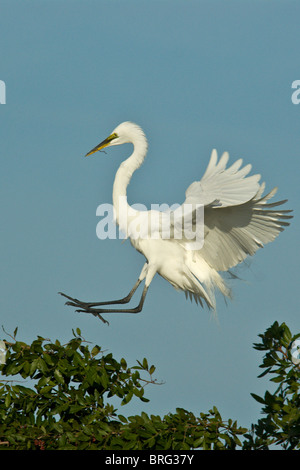 Airone bianco maggiore-Casmerodius Albus-florida-2008 Foto Stock