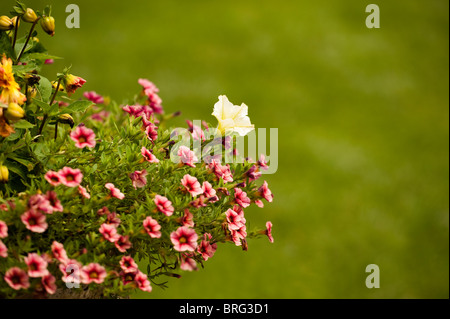 Display a colori di estate piante di biancheria da letto in un contenitore Foto Stock