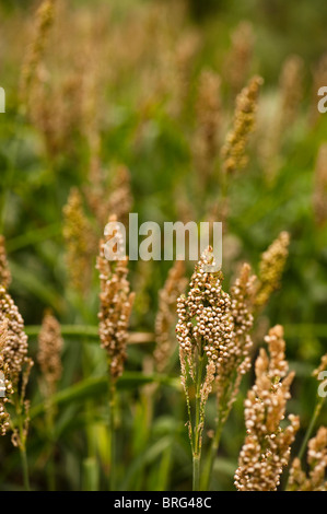 Sorghum bicolor 'rosa' Kafir crescendo al Progetto Eden in Cornwall, Regno Unito Foto Stock