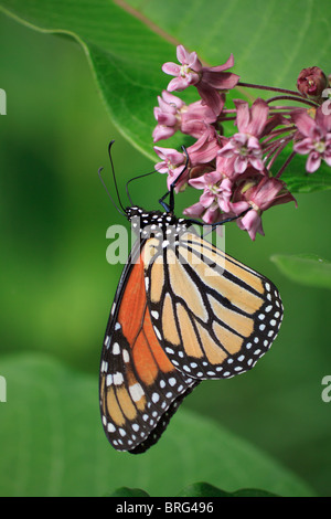 Farfalla monarca sul fiore milkweed Foto Stock