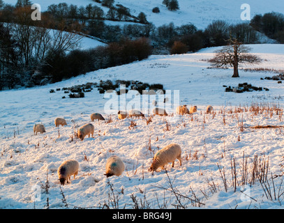 Pecora che pascola in campo pesante dopo la caduta di neve nei pressi di Matlock Bath in Peak District Inghilterra UK con alberi e colline in background Foto Stock