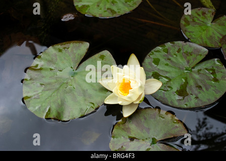 Un giglio di acqua fiore con foglie in un stagno Foto Stock