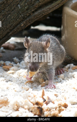 Un intraprendente giovane ratto visualizza tutte le competenze di un Acrobat mentre si arrampica su un ramo per raggiungere il cibo su una tabella di uccelli. Foto Stock