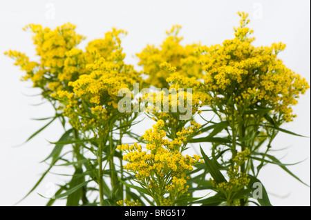 Oro, Solidago 'Sweety' in fiore Foto Stock