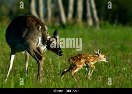 Fawn-culbianco deer-Odocoileus virginianus-Shenandoah National Park-virginia-primavera-2008 Foto Stock