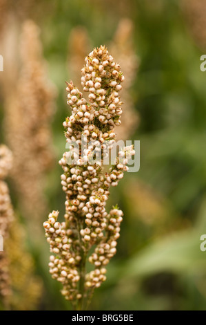 Sorghum bicolor 'rosa' Kafir crescendo al Progetto Eden in Cornwall, Regno Unito Foto Stock