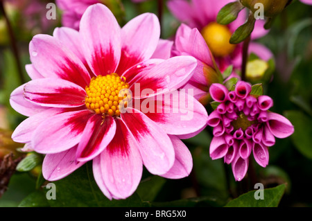 Dalia AMAZONE Foto Stock