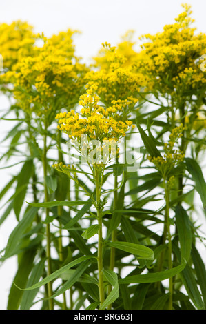 Oro, Solidago 'Sweety' in fiore Foto Stock