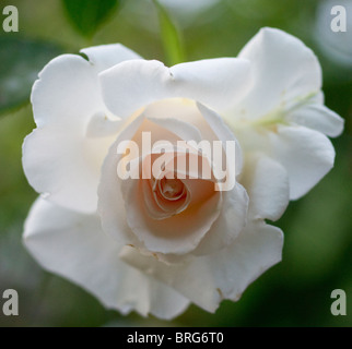 Una rosa rosa Foto Stock