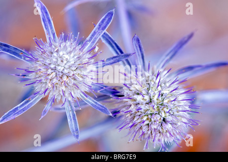 Mare Holly - Jade Frost. Al's nursery, Oregon Foto Stock