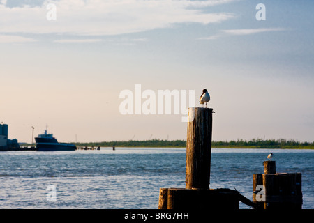 Due gabbiani (probabilmente Franklin gabbiano o eventualmente di ridere gabbiano) seduto su piloni in mattina presto all'ingresso al Lago Calcasieu Foto Stock