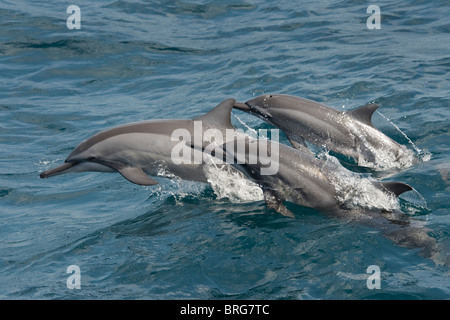 Hawaiian/Gray Spinner Delfini Stenella longirostris, porpoising, Maldive, Oceano Indiano. Foto Stock