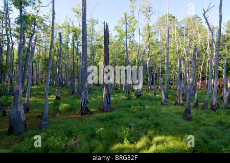 Maestoso cipresso calvo alberi (Taxodium distichum) sorgono dalla palude paludi a Sam Houston Jones del Parco Statale di Lake Charles, Louisiana. Foto Stock