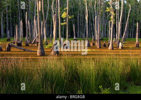 Maestoso cipresso calvo alberi (Taxodium distichum) sorgono dalla palude paludi a Sam Houston Jones del Parco Statale di Lake Charles, Louisiana. Foto Stock