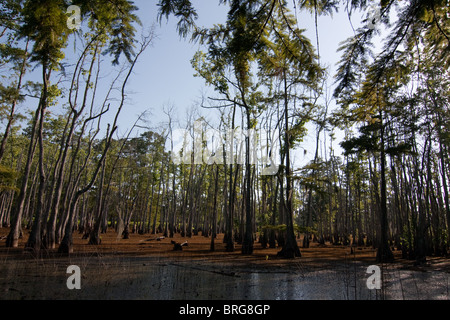 Maestoso cipresso calvo alberi (Taxodium distichum) sorgono dalla palude paludi a Sam Houston Jones del Parco Statale di Lake Charles, Louisiana. Foto Stock