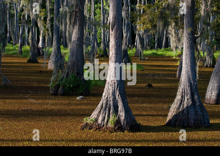 Maestoso cipresso calvo alberi (Taxodium distichum) sorgono dalla palude paludi a Sam Houston Jones del Parco Statale di Lake Charles, Louisiana. Foto Stock