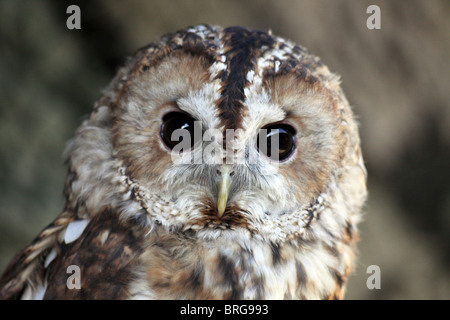 Capo di un Captive Allocco Strix aluco a "magia animale' evento, Martin mera WWT, Lancashire, Regno Unito Foto Stock