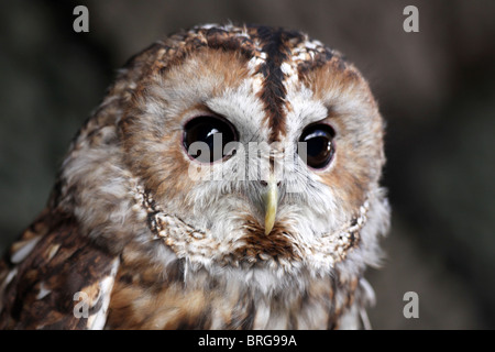 Capo di un Captive Allocco Strix aluco a "magia animale' evento, Martin mera WWT, Lancashire, Regno Unito Foto Stock