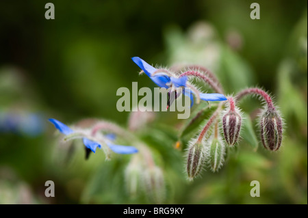 Borragine, borragine officinalis, in fiore Foto Stock