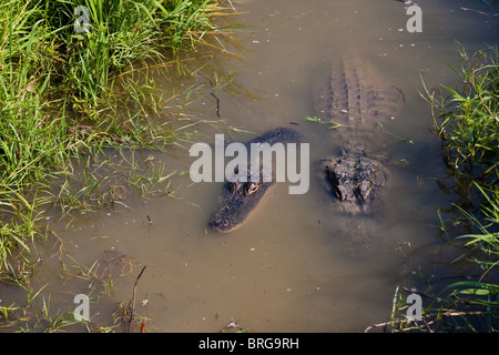 Due americani alligatori (Alligator mississippiensis) in un canale di Sabine National Wildlife Refuge in Louisiana. Foto Stock