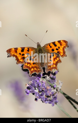 Virgola Polygonia c-album prese a Martin mera WWT, LANCASHIRE REGNO UNITO Foto Stock