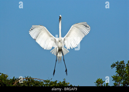 Airone bianco maggiore-Casmerodius Albus-florida-2008 Foto Stock