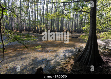 Maestoso cipresso calvo alberi (Taxodium distichum) sorgono dalla palude paludi a Sam Houston Jones del Parco Statale di Lake Charles, Louisiana. Foto Stock