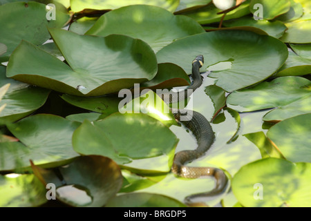 La Biscia dal collare (Natrix natrix) posa su nymphaea foglie. Foto Stock