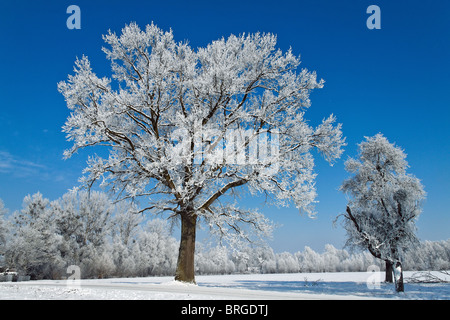 Un paesaggio con rime, il gelo e la neve su albero in inverno. Foto Stock