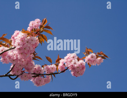 Ciliegio ornamentale blossom (Prunus Kanzan) cresce su uno dei molti ciliegi quale linea Southport Road a Southport, Lancs. Foto Stock