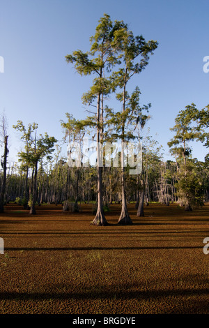 Maestoso cipresso calvo alberi (Taxodium distichum) sorgono dalla palude paludi a Sam Houston Jones del Parco Statale di Lake Charles, Louisiana. Foto Stock