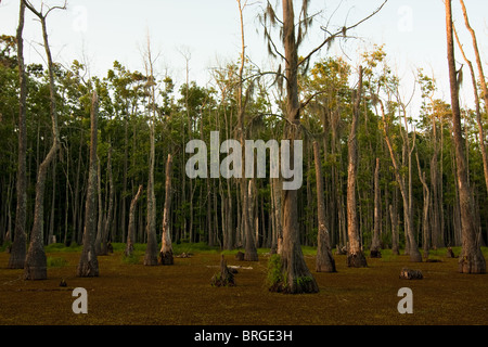 Maestoso cipresso calvo alberi (Taxodium distichum) sorgono dalla palude paludi a Sam Houston Jones del Parco Statale di Lake Charles, Louisiana. Foto Stock