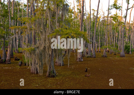 Maestoso cipresso calvo alberi (Taxodium distichum) sorgono dalla palude paludi a Sam Houston Jones del Parco Statale di Lake Charles, Louisiana. Foto Stock