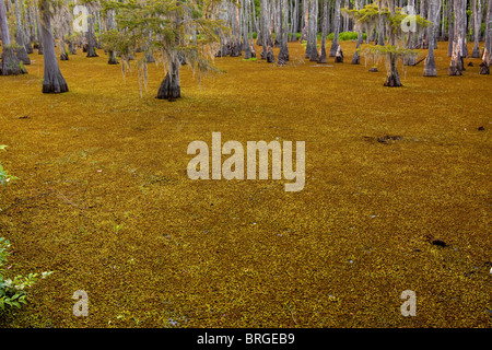 Maestoso cipresso calvo alberi (Taxodium distichum) sorgono dalla palude paludi a Sam Houston Jones del Parco Statale di Lake Charles, Louisiana. Foto Stock