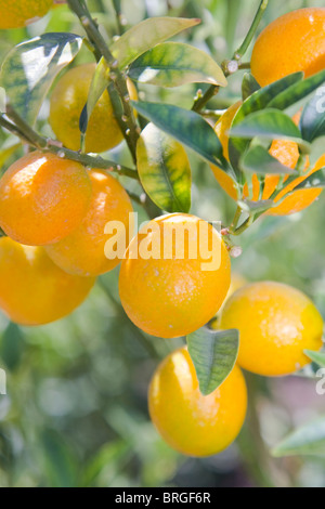 Kumquat frui su un albero Foto Stock