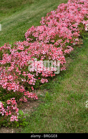 Pelargonium EVKA Foto Stock
