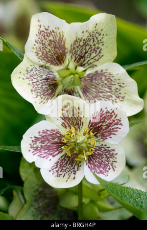 Hellibore (Helliborus orientalis) noto anche come il Rose quaresimale. Foto Stock