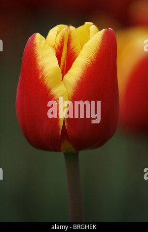 Rosso e Giallo Tulip Flower denominato Tulipa Danimarca, fioritura in primavera alla RHS Harlow Carr nello Yorkshire. Foto Stock