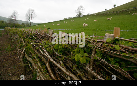 Nuova copertura stratificata in Galles, cominciando a crescere. Foto Stock