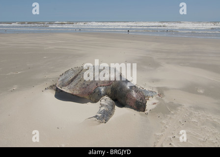 Dead tartaruga caretta, Caretta caretta, sulla spiaggia al Surfside, Texas Foto Stock