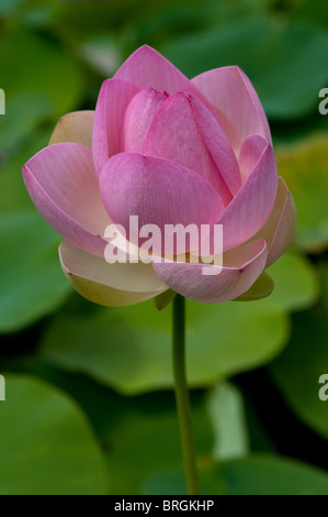 Nelumbo nucifera, Lotus, Lotus indiano, Sacro Lotus, fagiolo di India Foto Stock